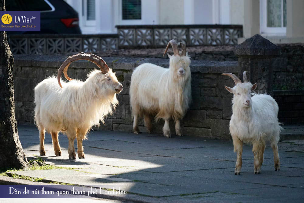 Đàn dê núi tham quan thị trấn Llandudno (xứ Wales)